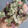 Cute little house plants. 5euro Image 6