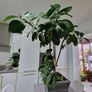 High Ficus rubber Plant Image 2