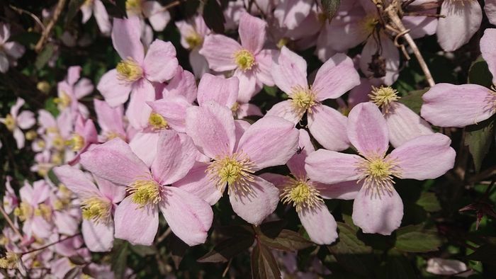 Clematis "Montana Rubens" Plant