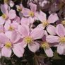 Clematis "Montana Rubens" Plant Image 10
