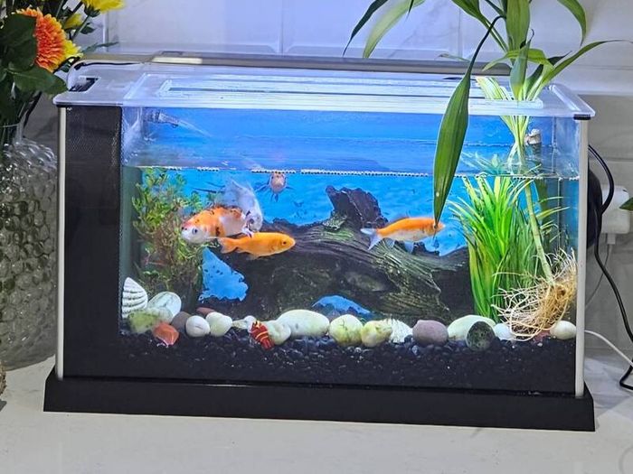 Aquarium
