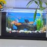 Aquarium Image 2
