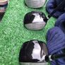 Golf clubs  full set and bag Image 3