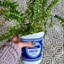 House plant bundle + variegated Monstera Image 4