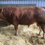 Bulls Image 3