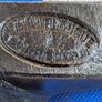 Pine Sappers Axe Image 5