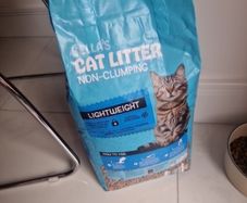 cat litter