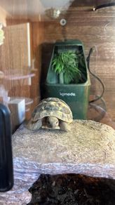 Riversong and Oogway