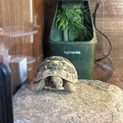 Riversong and Oogway