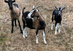 Goats for sale