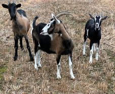 Goats for sale