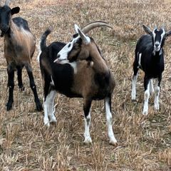 Goats for sale