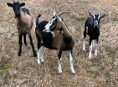 Goats for sale