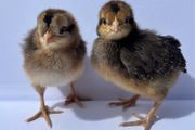 Purebred day olds chicks