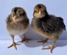 Purebred day olds chicks