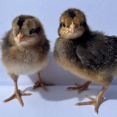 Purebred day olds chicks