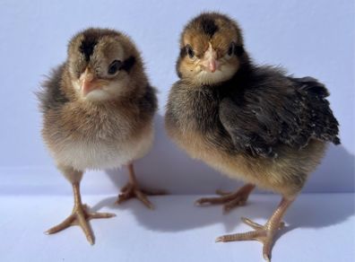 Purebred day olds chicks