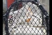 lobster pots for sale