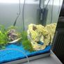 Fish Image 4