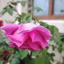 Plant Image 2