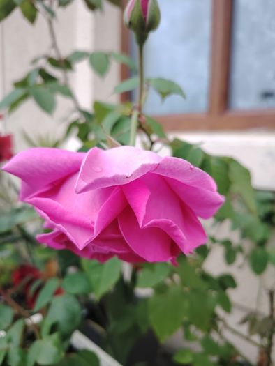 Roze plant