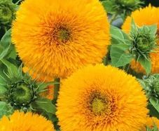 (S) Tall Double Sunflower seeds 2g (189927)