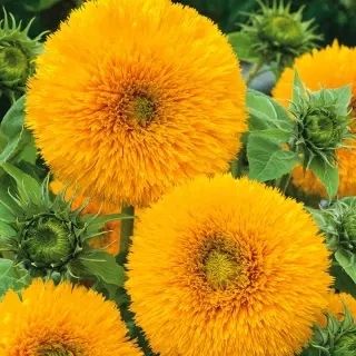 (S) Tall Double Sunflower seeds 2g (189927)