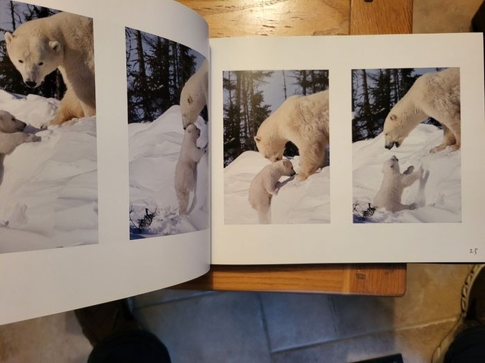 Little Polar Bears by Thorsten Milse.