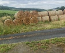 Rushes