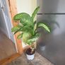 House Plant Image 2