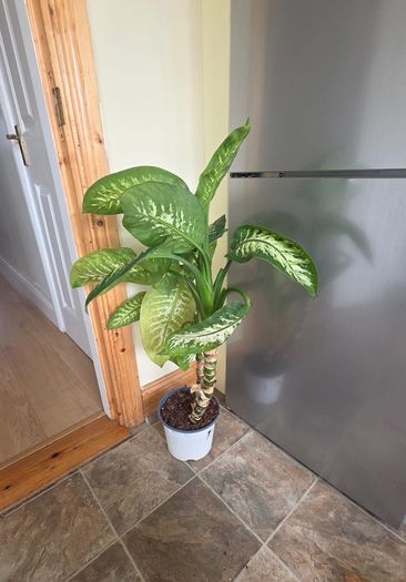House Plant
