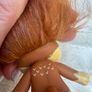 Zelfs Doll Chi Chihuahua Brown Troll Elf approx. 3in Used Please see photos Image 10