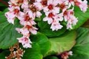 Bergenia Cordifolia