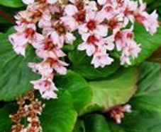 Bergenia Cordifolia