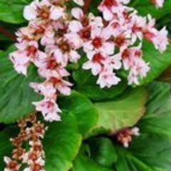 Bergenia Cordifolia