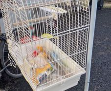 Budgie cage