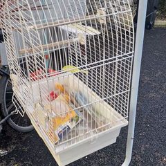 Budgie cage