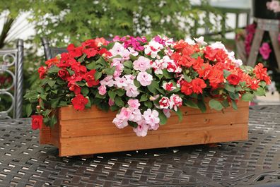 (I) Impatiens Athena Formula Seeds (5s) (415366)