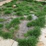 Artificial Grass Lawns in the South East Image 4