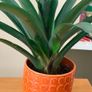 Plant with pot Image 3