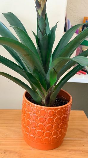 Plant with pot