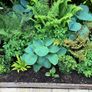 Hosta Perennial Plants Image 4