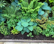 Hosta Perennial Plants