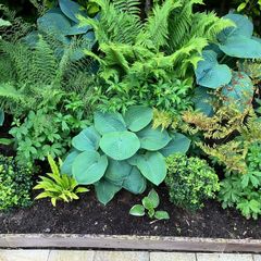 Hosta Perennial Plants