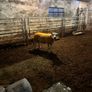 Pedigree rams Image 3
