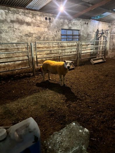 Pedigree rams