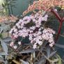 Sambucus Nigra in very large pot Image 2