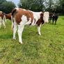 Breeding Heifers Image 6