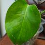 No.6 Monstera Green on Green Image 5