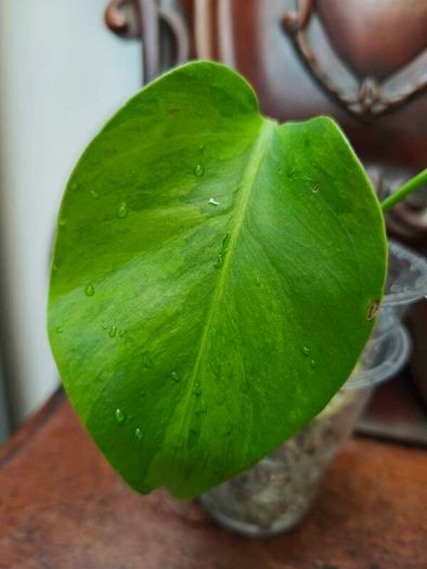 No.6 Monstera Green on Green